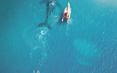 LA BALENA E IL MUSICISTA